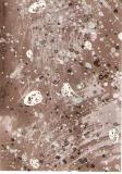 paintedpaper-ganite-0008.jpg
